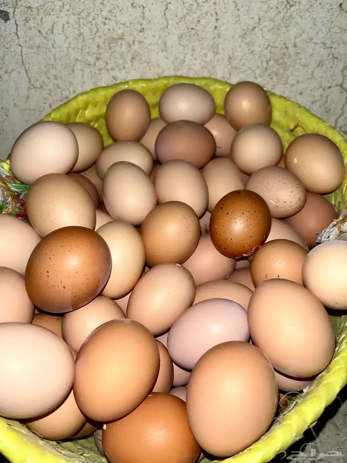 بيض fresh eggs 2