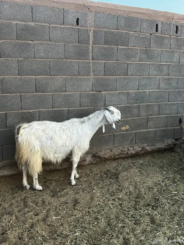 عنز للبيع معها تيس 2