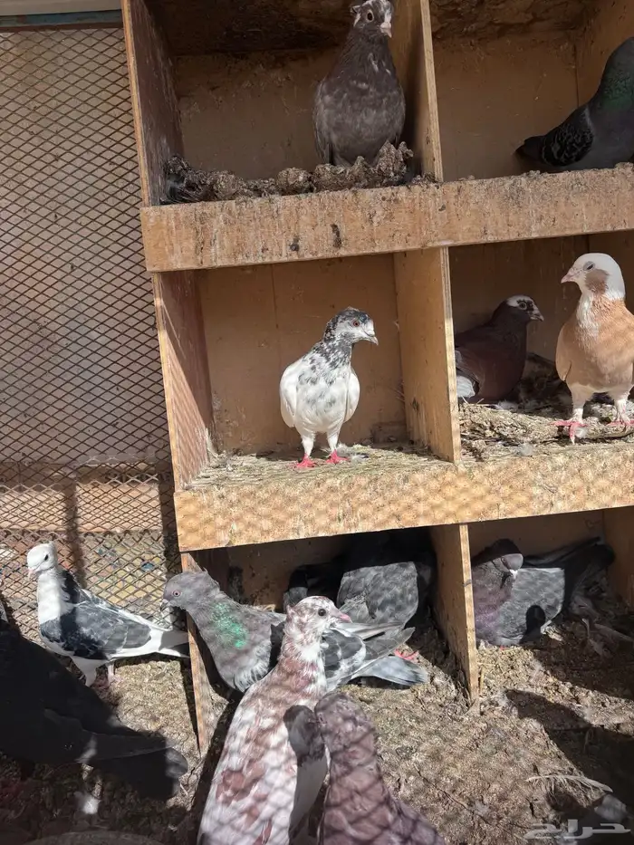 حمام مشكل اغلبه زينه 8