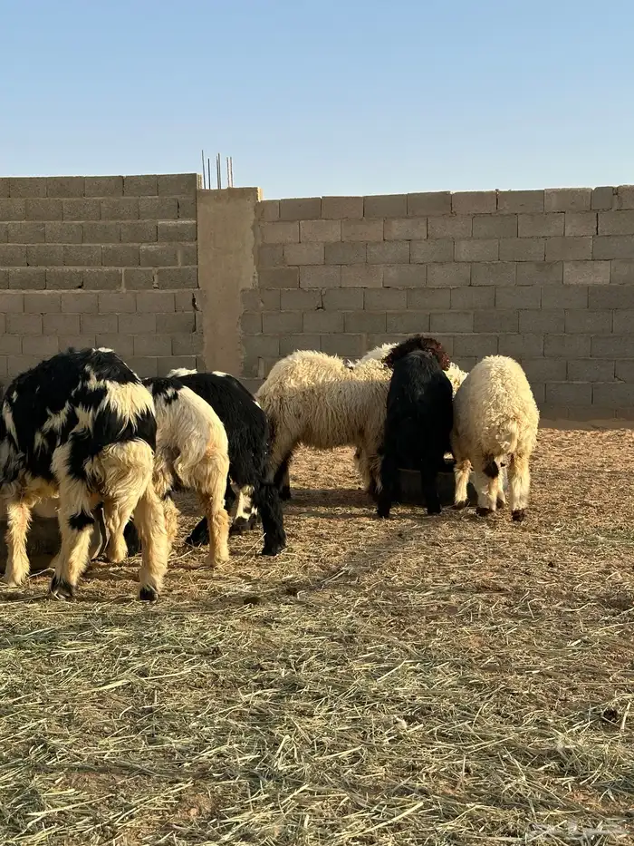 بهم ذبايح 3