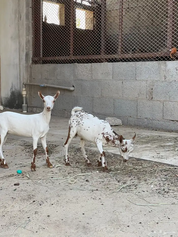تيس وجفره صحه ونظافه 0