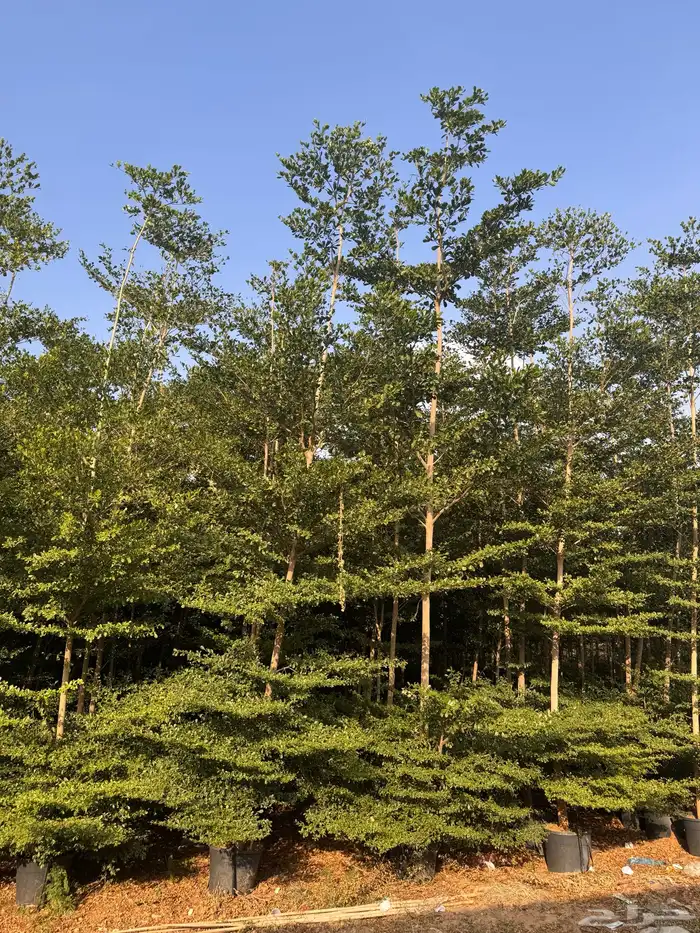 ترمناليا منتالي سدر بونسيانا استركوليا كورزيا 3