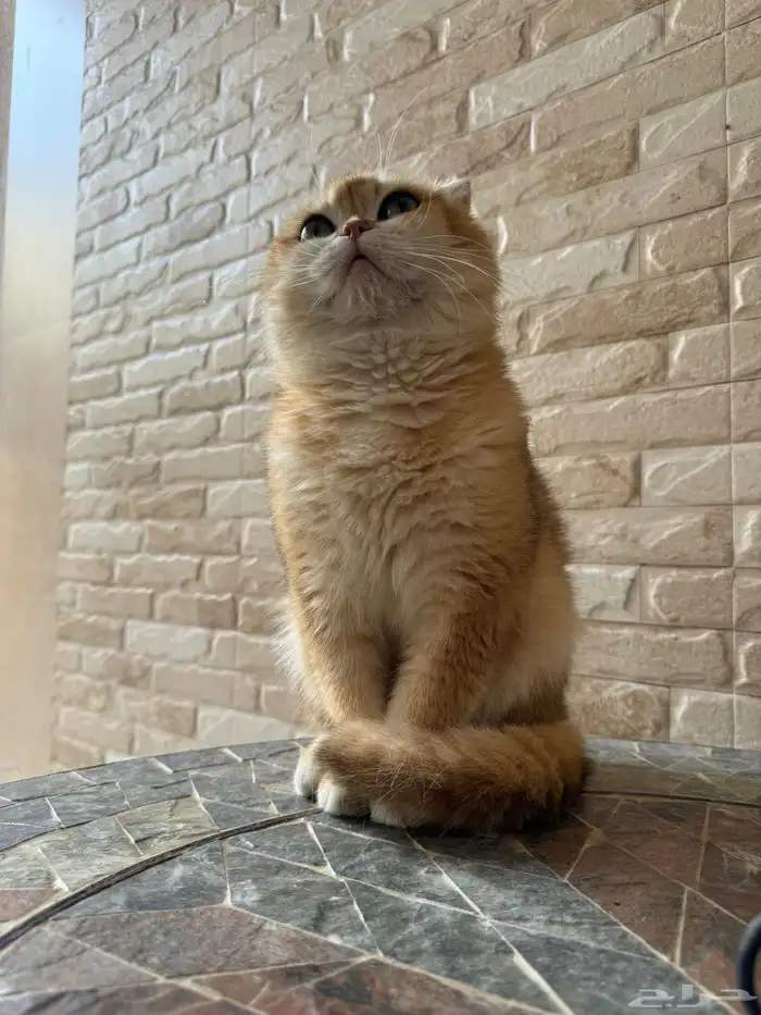 قط ذكر سكوتش فولد بيور 4