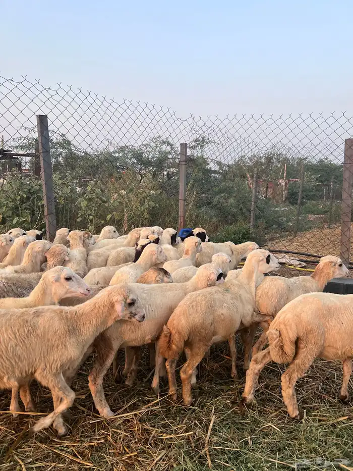 رخال رفيدي من 580 3