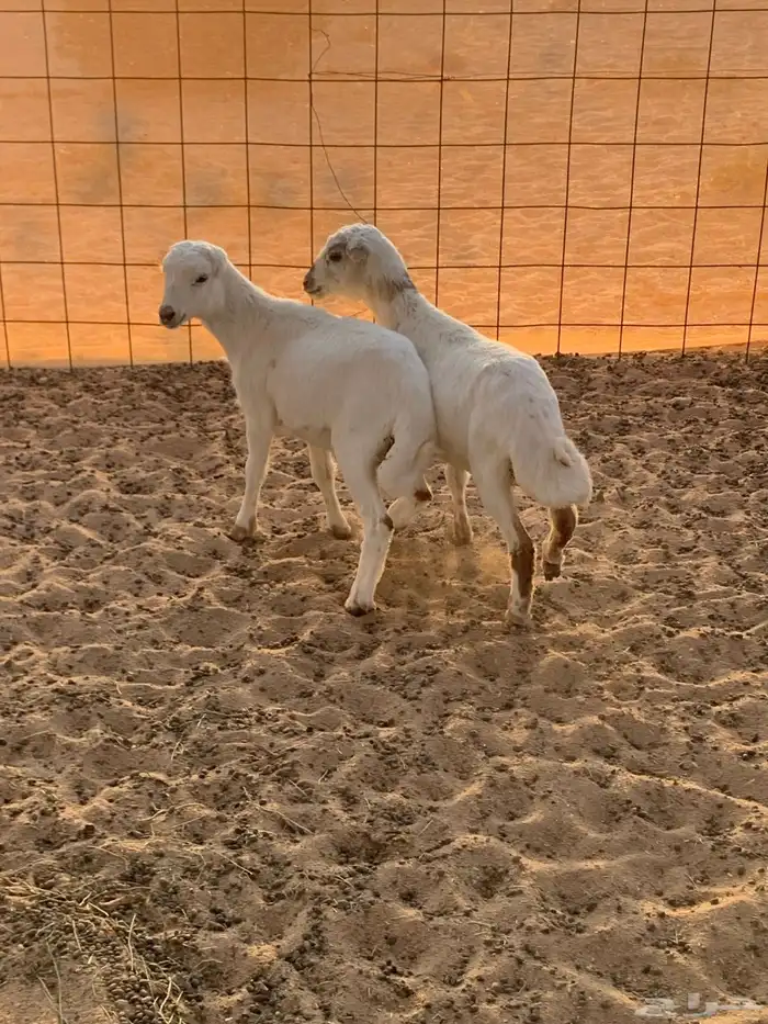بهم تربيه مهجن حري 2