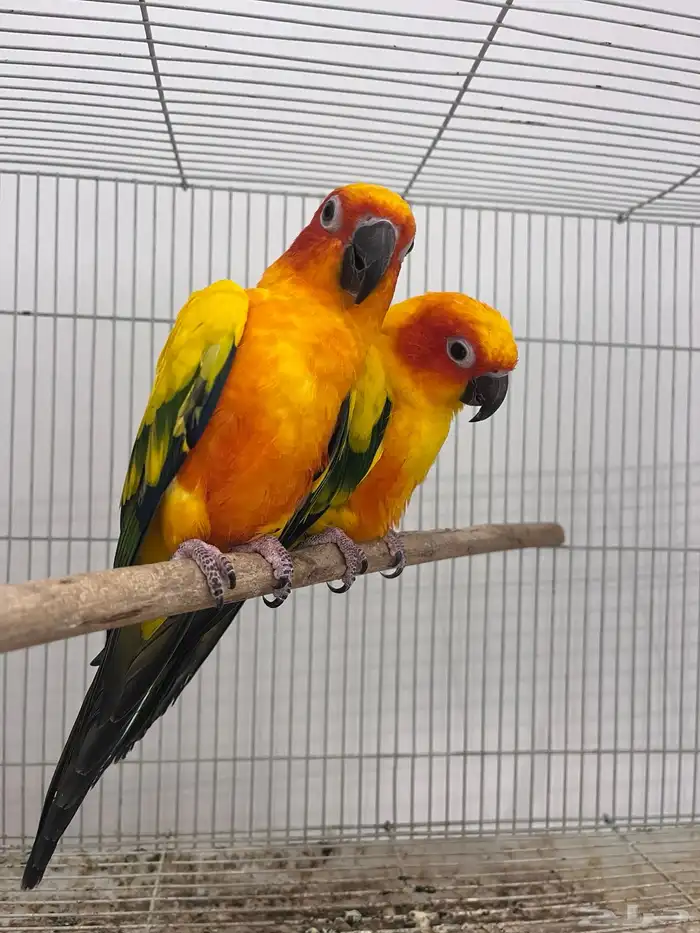 جوز صن كنيور 13