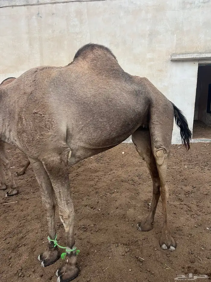 ابل عوادي وسواحل مراح واحد 8