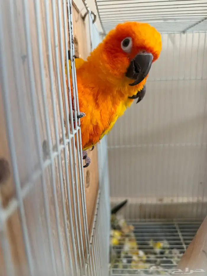 جوز صن كنيور 7