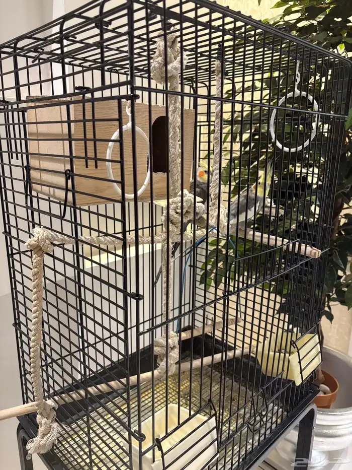 طيور الكروان 1