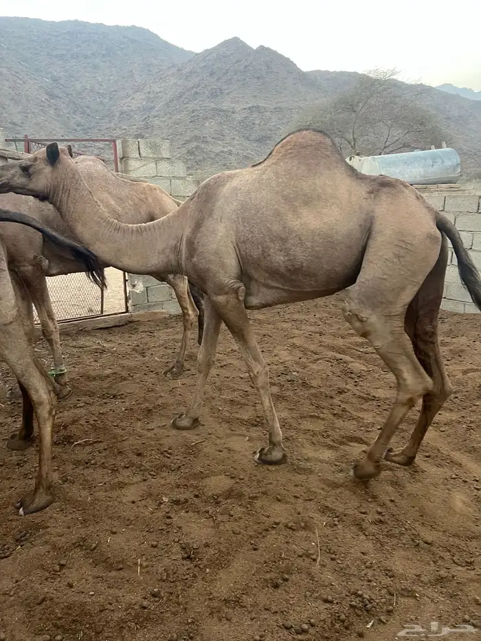 ابل عوادي وسواحل مراح واحد 5