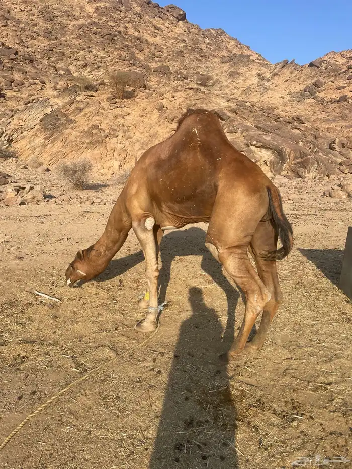 جمل احمر ساحلي 2
