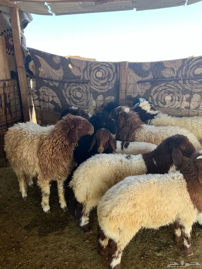 ذبايح طليان تمايم طيبه 3