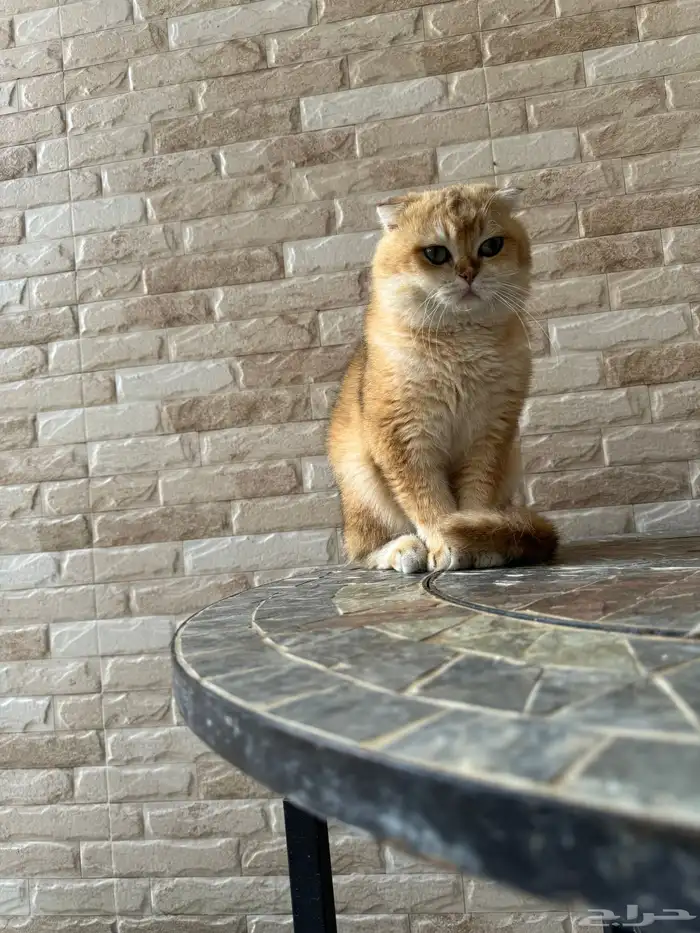 قط ذكر سكوتش فولد بيور 5