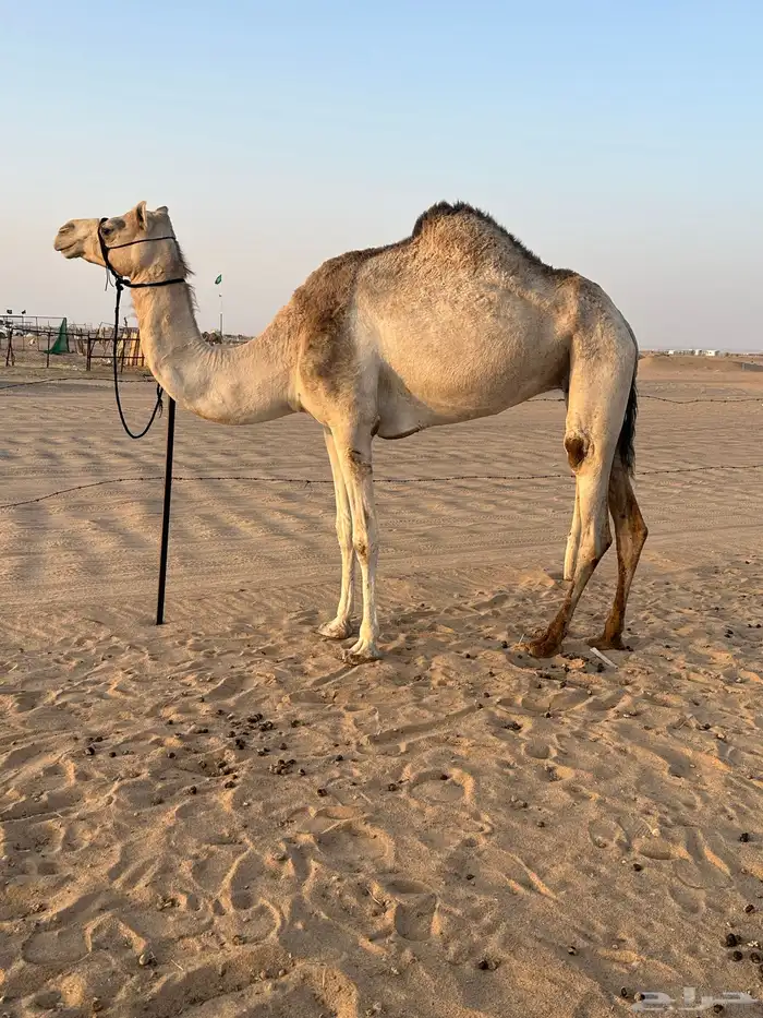 هجن 0