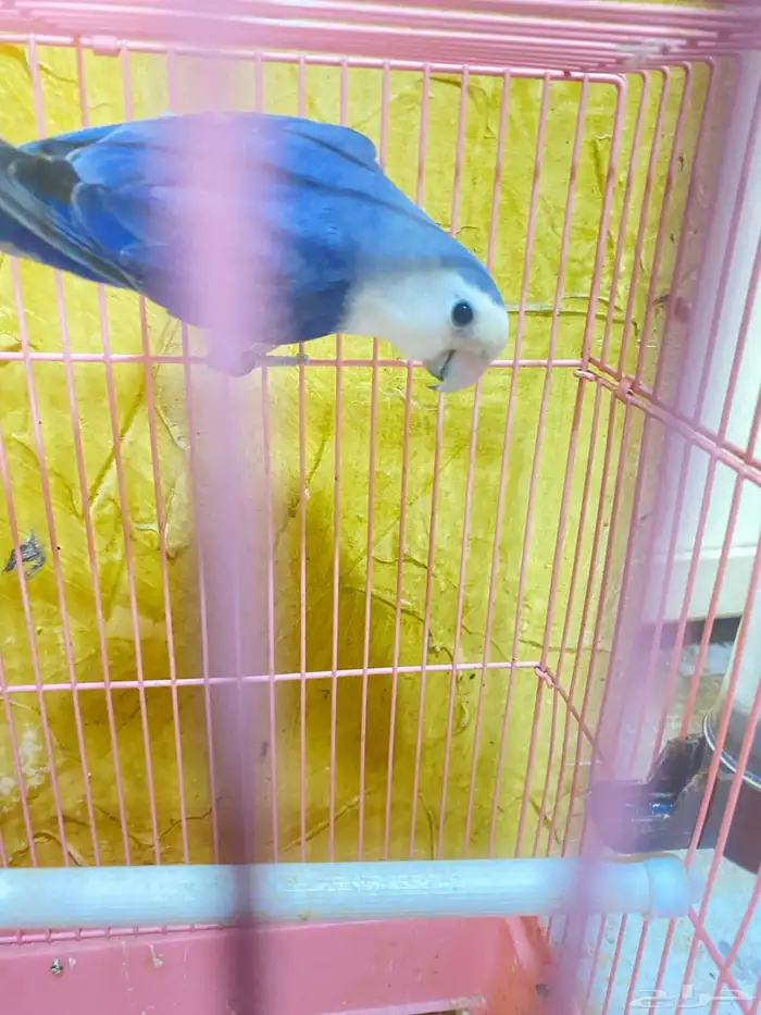 البيع روز أنثى العمر سنه 0