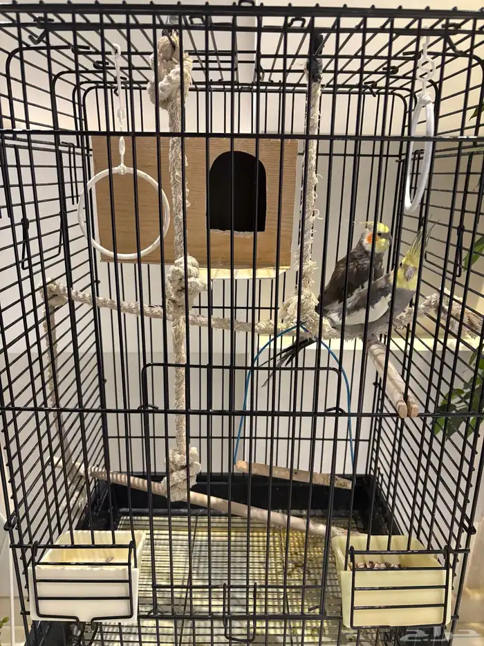 طيور الكروان 0