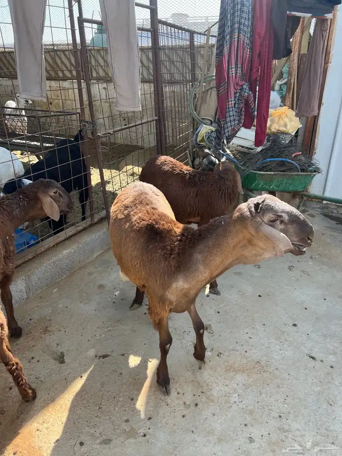 سواكن تربيه 1