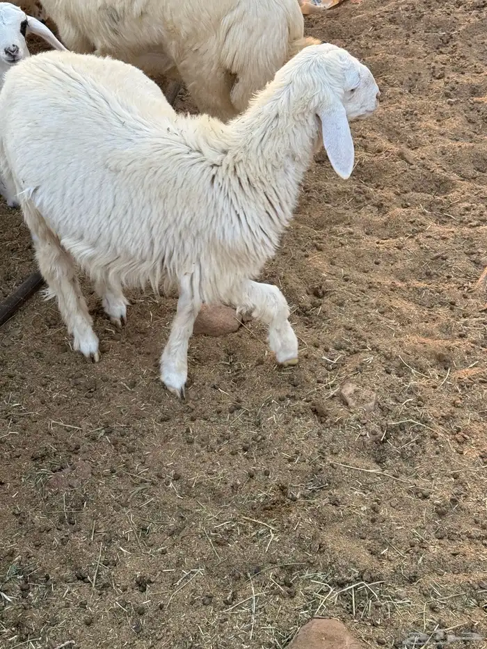 طليان عدد 5 بعمر شهرين ونص 0