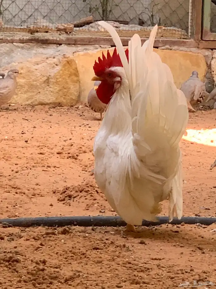 دجاج جابانيز ( تم البيع ) 1