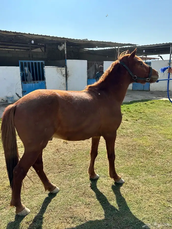 بوني يصلح للطفال 1