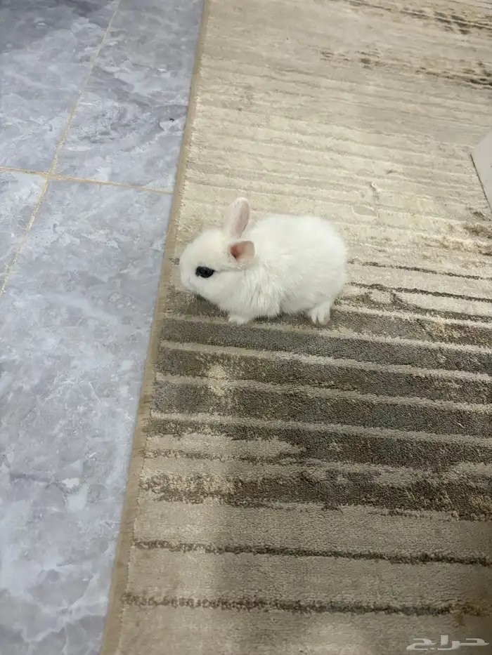 الارنب القزم 4