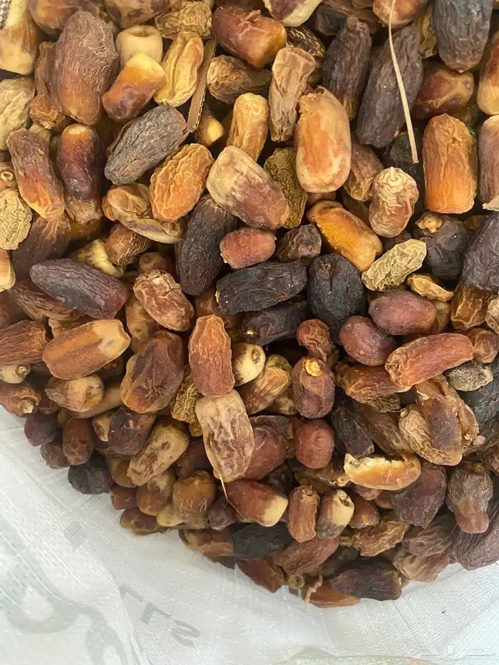 تمر علف للحلال 3