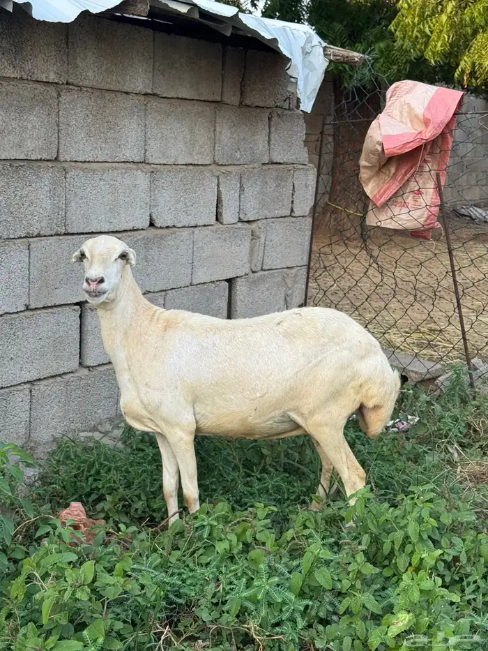 نعجه دافع واصله 0