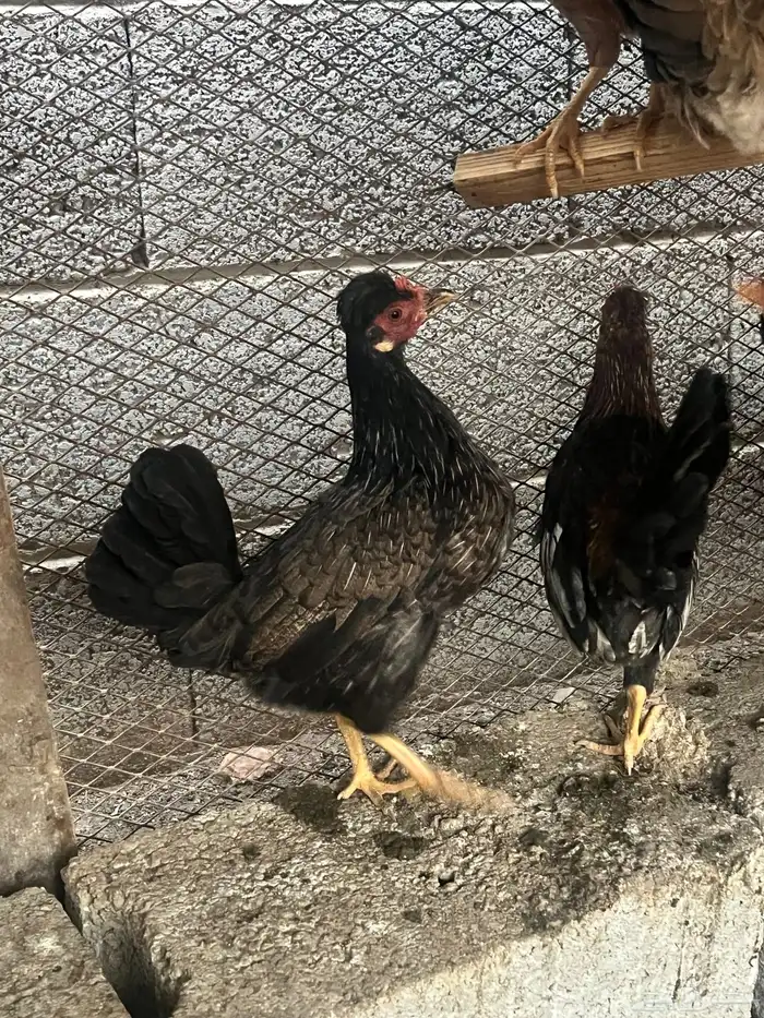 دجاج عربي 2