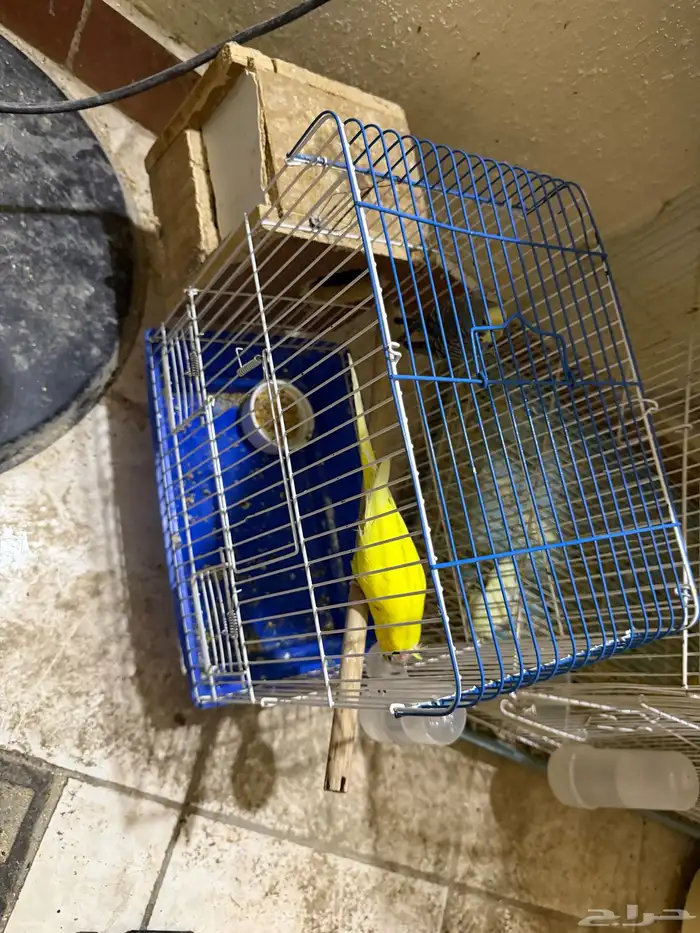 زوج بادجي للبيع ب 50 ريال فقط 9