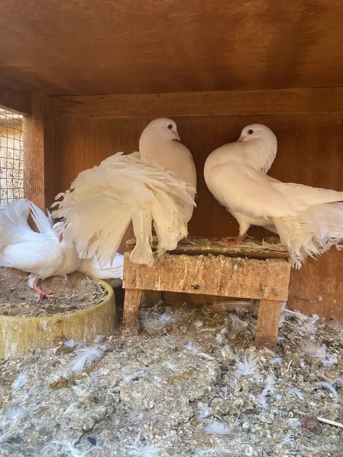 جوز رقاص هولندي 2