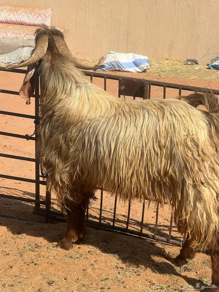 تيس قبرصي طيب شبب رباع شرط 0