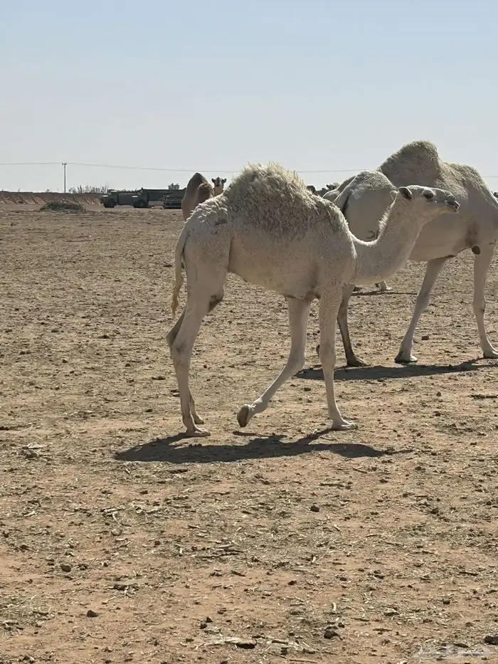 قعود مفرود لباني للبيع   الموقع الجلة 0