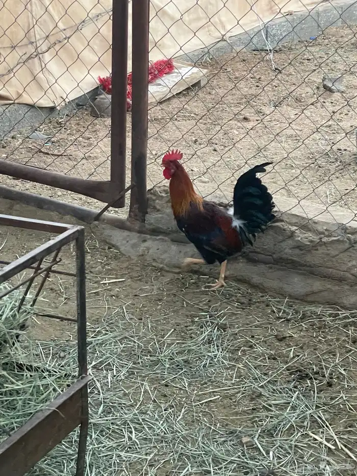 ديك عربي اصيل قديم 4
