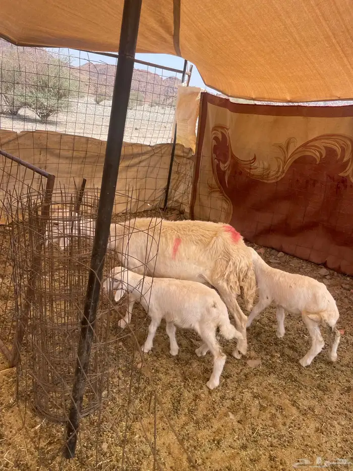 نعجه خلفه تحتها 2 الحد 2300 البيع جمله 7