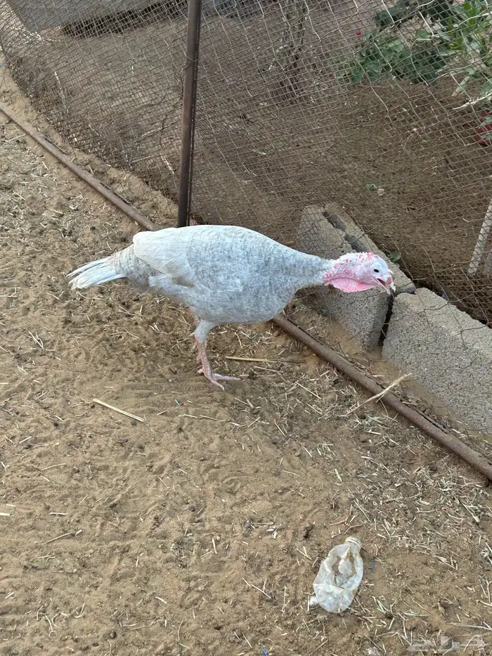 دجاج رومي 3