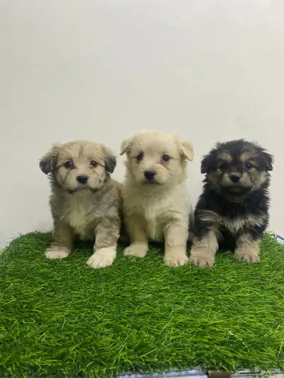 كلاب مالتيز جرواي index