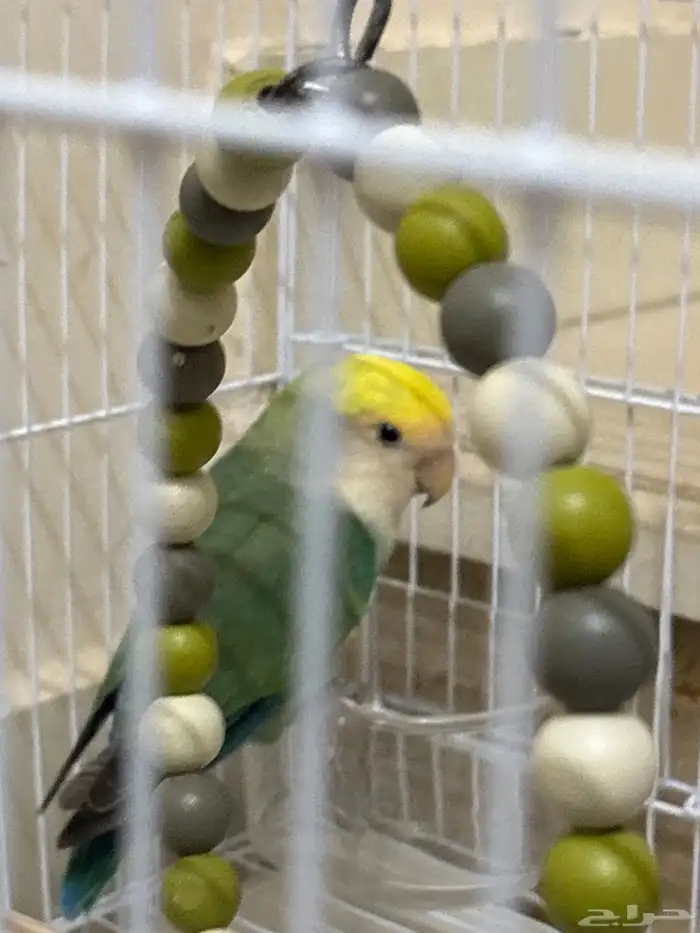 طير روز غير مدرب انثى 0