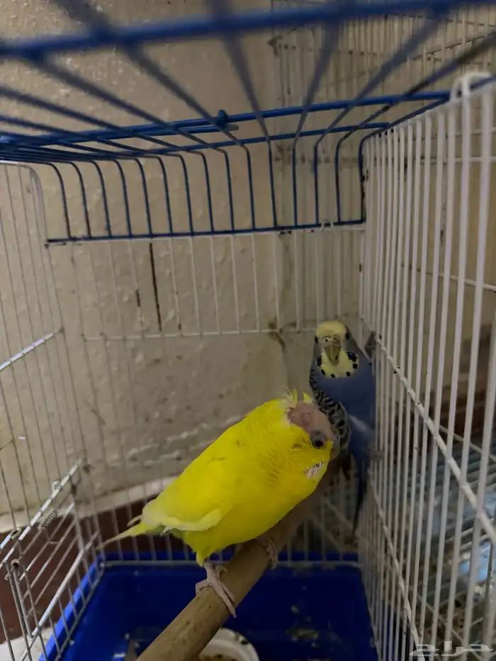 زوج بادجي للبيع ب 50 ريال فقط 1