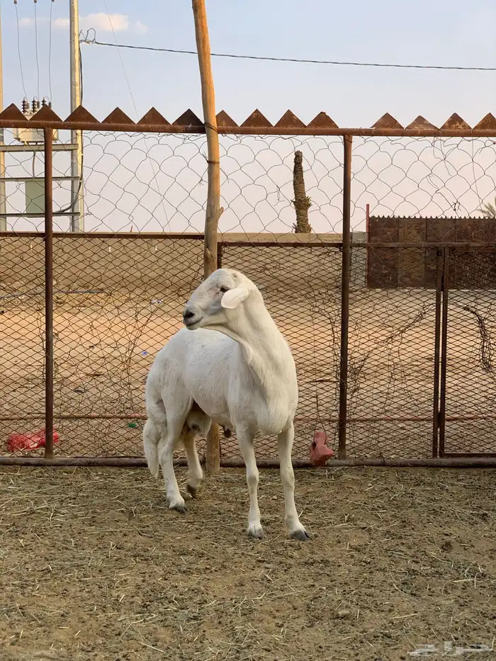طلي فحل جذع 0