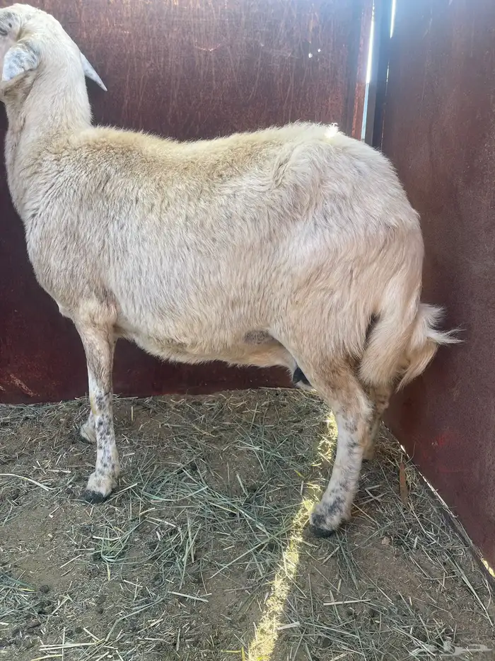 نعجه السن واضح 3