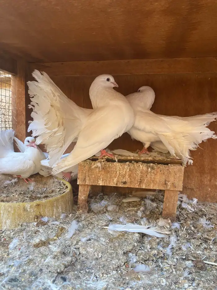 جوز رقاص هولندي 1