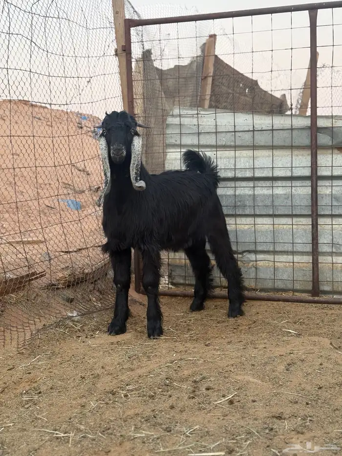 مشروع فحل 1