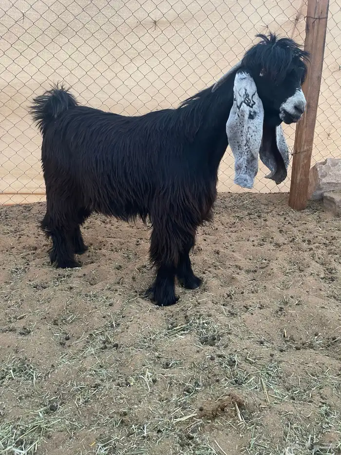 عرض بيع جفرتين وتيس عوارض صنف 2