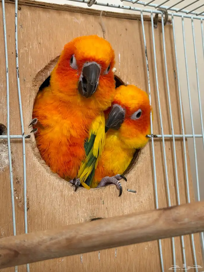 جوز صن كنيور 0