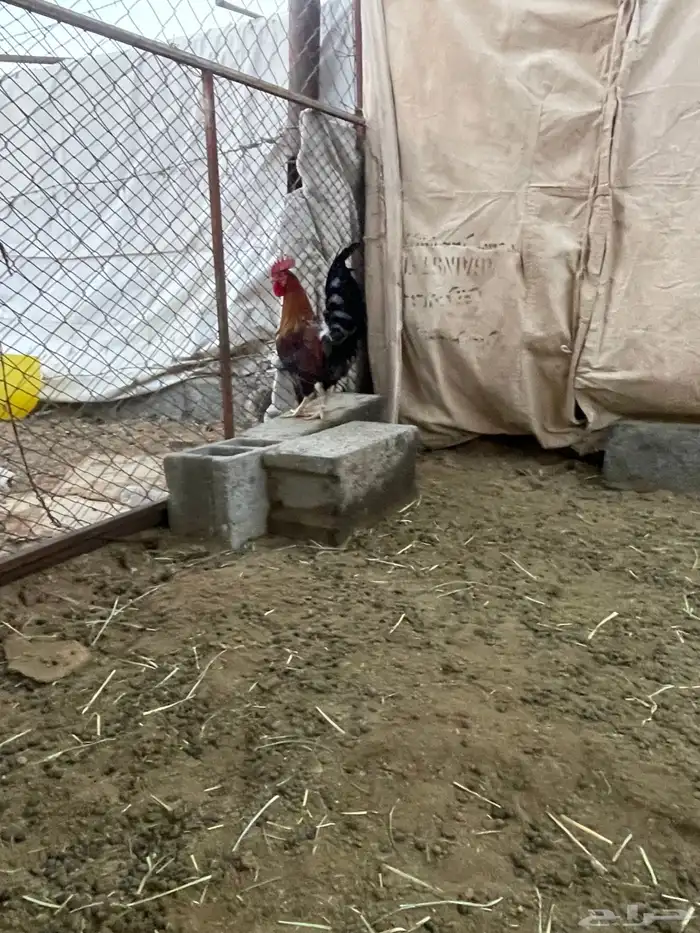 ديك عربي اصيل قديم 2