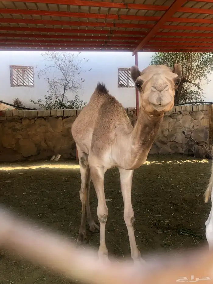 مفرود العمر سنه 1