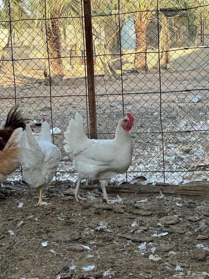 دجاج تركي بيور 7