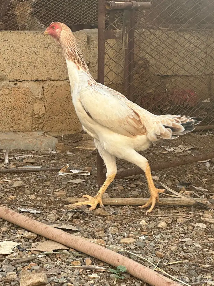 دجاج شامو ياباني 5