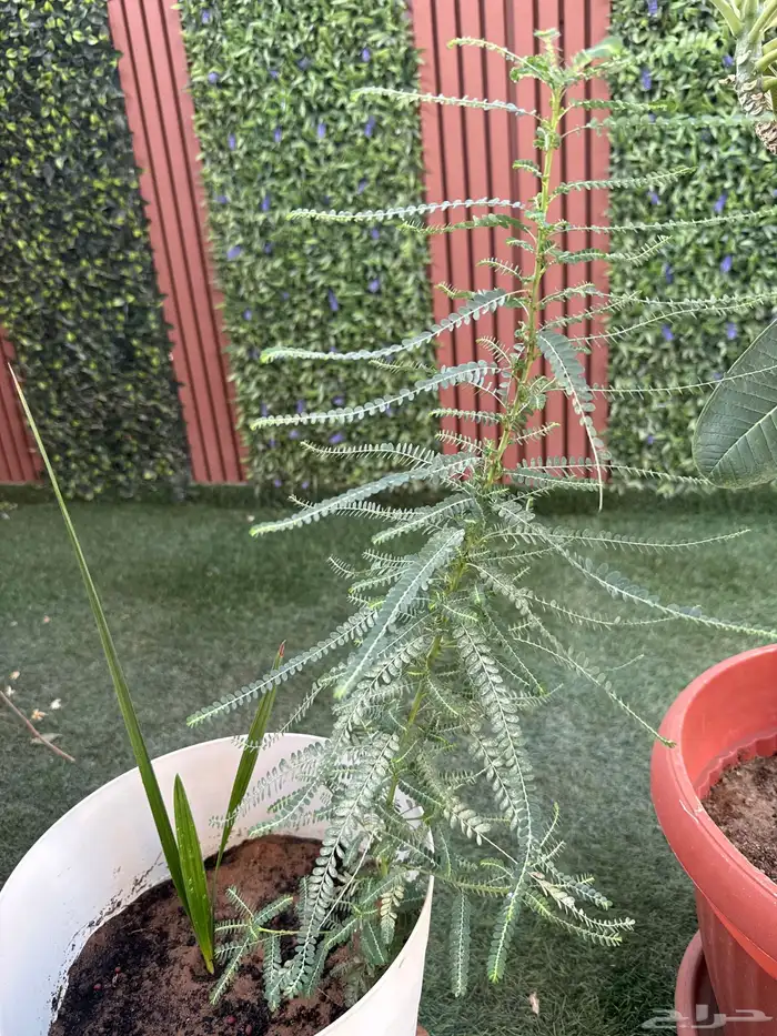 شتله لبخ طولها 3 اشبار تقريبا 0