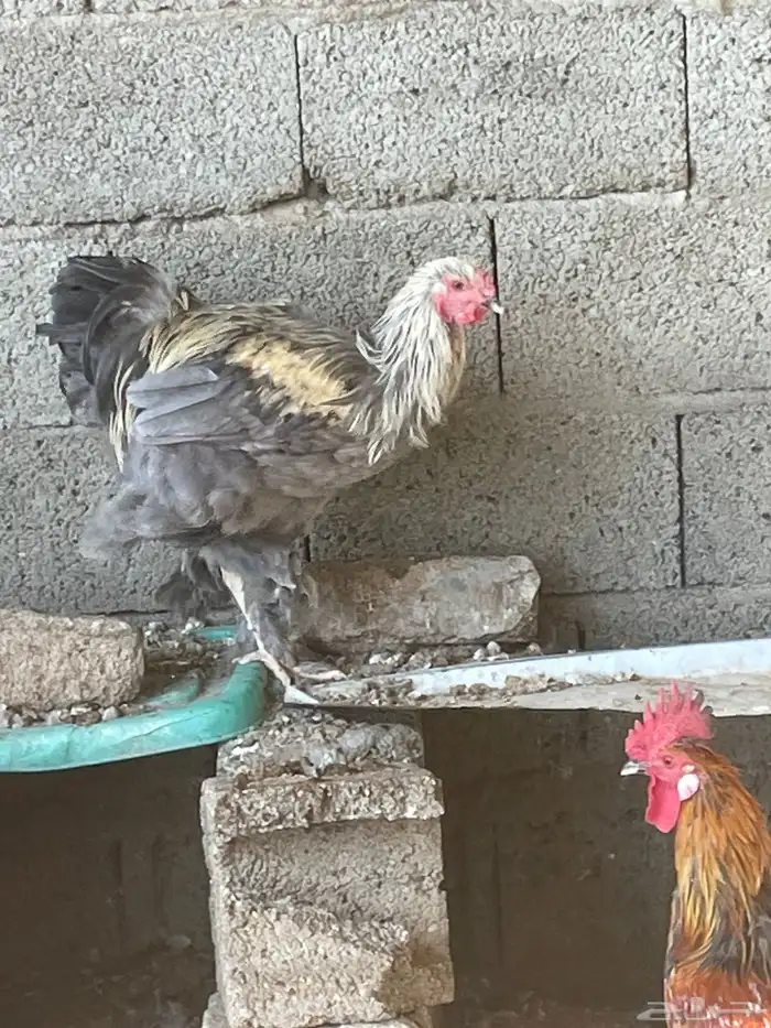 4براهم ديك للبيع 1